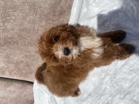 Mini Boy Maltipoo Oğlumuz