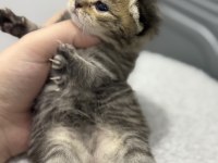 Kırık kulak tabby scottish fold oğlumuz