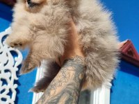 3 aylık teacup pomeranian yavru