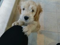 Küçük Maltipoo Oğlum