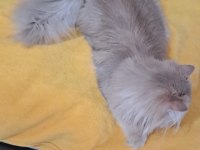 British longhair sevimli cana yakın uysal