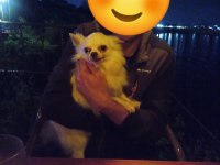 Çok acil safkan erkek chihuahua