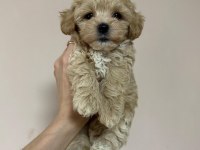 DÜNYA TATLISI F2 MALTİPOO YAVRULARI
