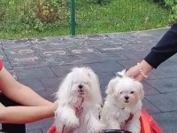 Küt Burun Kar beyaz Tüy dökmez koku yapmaz maltese bebekler