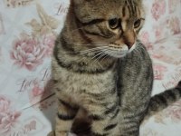 Sahiplendirilecek 3 aylık british shorthair