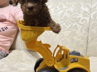 Boy Teacup Poodle Yavrusu