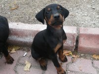Doberman Pinscher Yavrusu ACİL sahiplendirilecektir