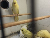 35 günlük jumbo muhabbet kuşu bebekler