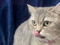 2 yaşında british shorthair sahiplendirme
