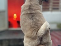 Erkek pug mops köpeğimiz