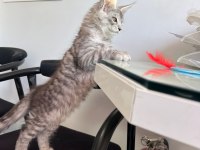 Erkek main coon