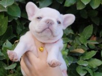 Harika fransız bulldog yavrular sizleri bekliyor