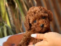 Toy Poodle Bebekler