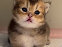 Çok tatlı bebek british shorthair