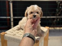 Ruhsatlı çiftlikde ziyarete açık kore maltipoo