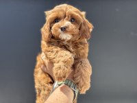 Ankaranın en güzel mini boy maltipoo yavruları