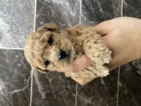 Orjinal Maltipoo Bebekler