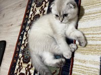 Scottish fold kızımıza acil yuva arıyoruz