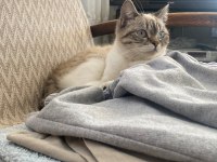 Minnoş kız british shorthair