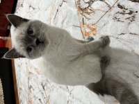 British Shorthair 7 Aylık Erkek