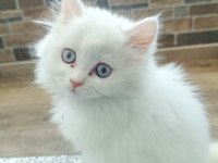 2 aylık dişi british longhair