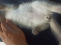30 Mayıs Doğumlu British Shorthair