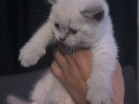 Siyam kedisi 2 aylık yavru