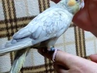 Emerald Üst Mutasyon Yavru Evcil