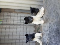 Amerikan Akita Yavru