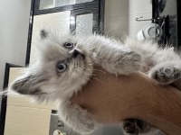 Mavi gözlü british longhair