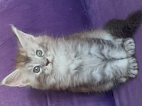 Asil ve güzel maine coon çocuklarımız