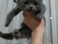 52 günlük british shorthair yavrularımız