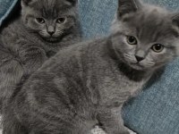 Ankara İçi British Shorthair