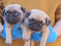 A KALİTE SIFIR BURUN PUG BEBEKLER