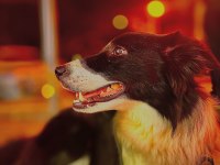 Eğitimli Border Collie – SKS 1.si İstanbul
