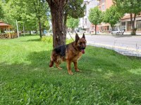 Showline dişi Alman çoban köpeği