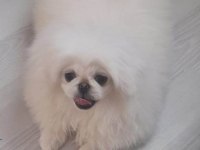 Orijinal safkan pekinez bebek köpekler