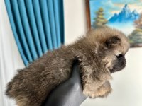 Pomeranian Teddy Bear Yavrularımız