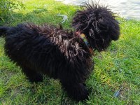 Eylül doğumlu toy poodle