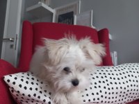 5 aylık morkie teacup