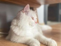 Dişi British Longhair Arıyoruz