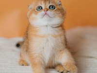 Altın Portakal Golden Scottish Fold 