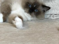 Anne Altından Safkan Ragdoll Yavru Kediler
