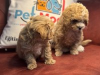 Wc eğitimli maltipoo yavrular ziyarete açık
