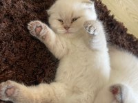 Sahiplendirme british shorthair