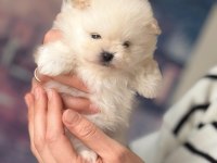 Güzel kızımın muhteşem pomeranian bebekleri