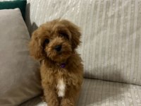 SEVİMLİ KÖPEĞİMİZ MOCHA