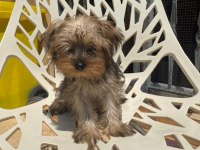 Egzotik Yorkshire terrier