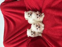 Pomeranian bebek köpekler