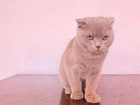 Scottish fold yawru Kedi sahiplenilmek